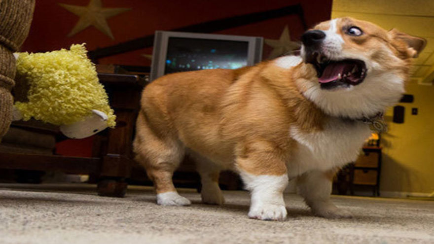 15 Dogs That Are Afraid Of Completely Harmless Objects