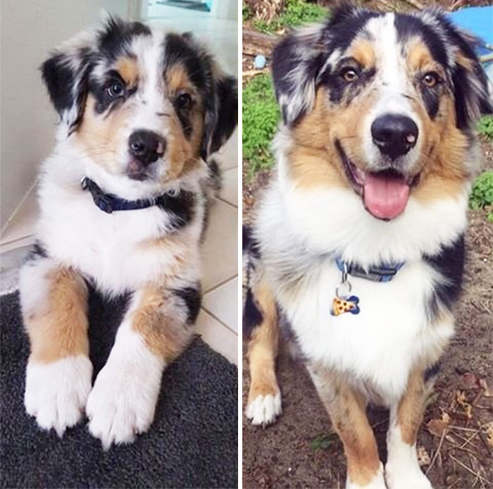 11 Weeks To 6 Months. They Grow Up So Faast