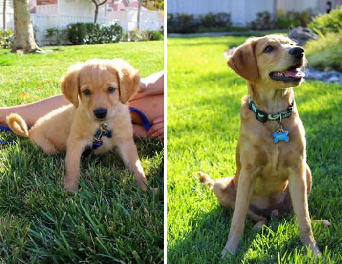 Our Miniature Golden Retriever 7 Weeks Old Vs 5 Months