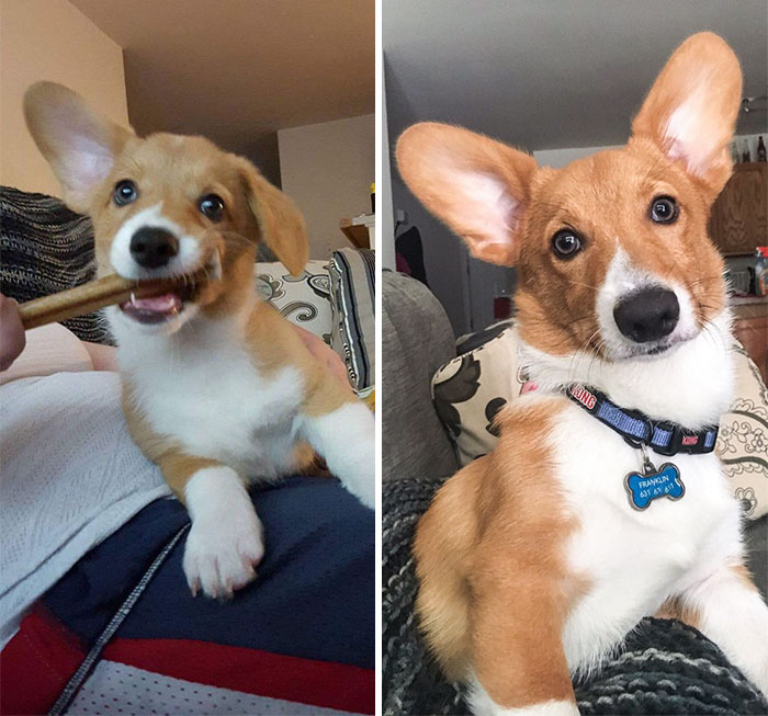 Stop Growing Up Sweet Boy! Franklin At 10 Weeks And Now 6 Months