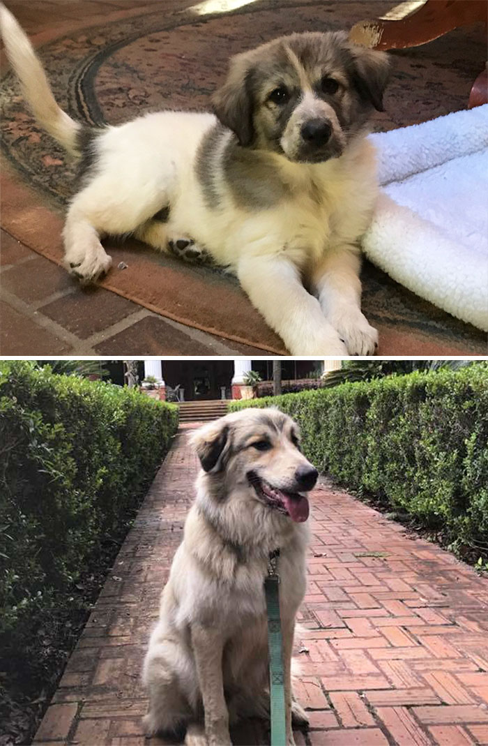 This Was Buddy At 8 Weeks Wanting To Be A Big Dog And This Is Buddy At 8 Months, He's A Very Good Big Boy