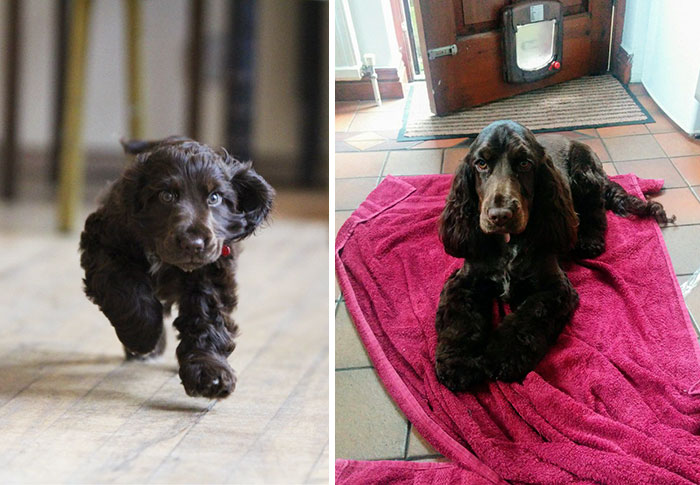 How Time Flies. Puppy Emmy And (Nearly) Grown Up Emmy