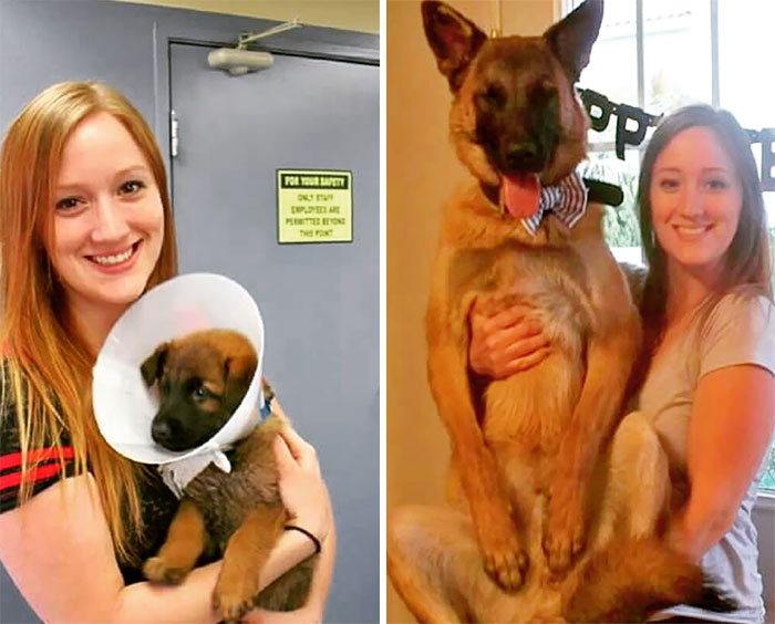 Luka The Malinois. Rescued When He Was 8 Weeks Old. The Left Picture Is From When I Picked Him Up From The Shelter. He's 1 Year Old Now