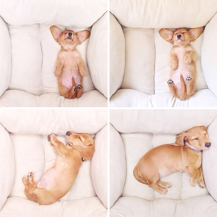 50 Adorable Before & After Pics Of Dogs Growing Up