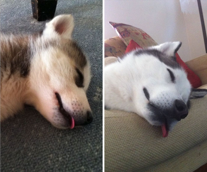 My Husky, Ziggy, At 8 Weeks Old And Now Two Years Old