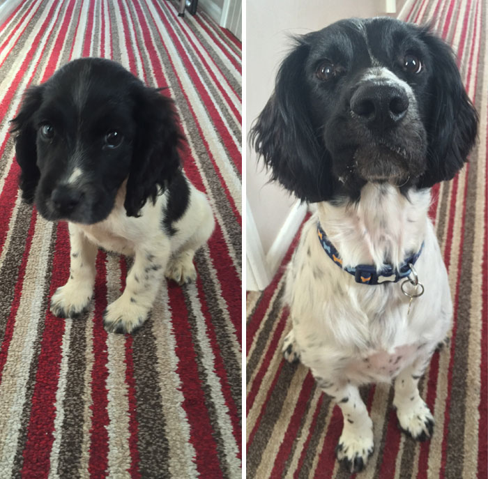 My Pupper Turns In To A Doggo! He Is A One Year Old