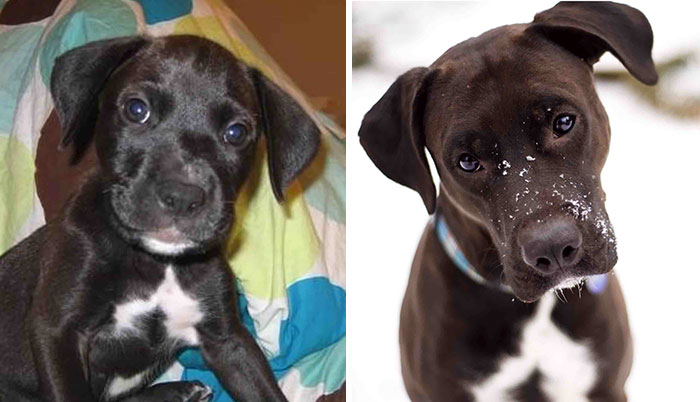 Here's My Buddy Tucker At 10 Weeks And Now At 6 Years Old