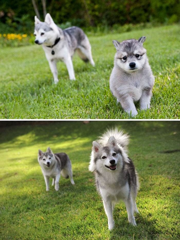 Freyja The Klee Kai: Before And After