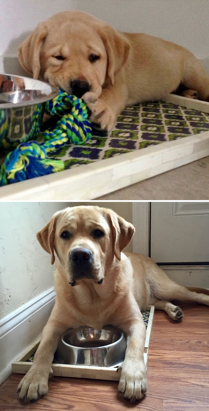 Hank Before And After. Same Pup, Same Food Tray