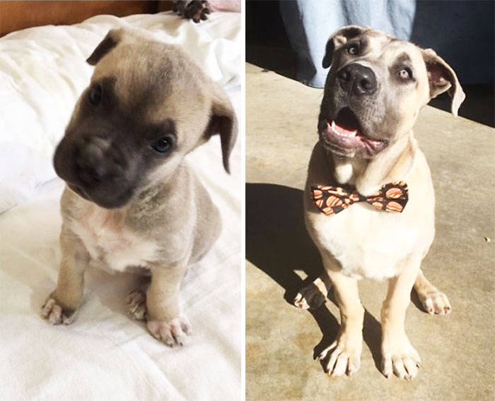 This Is Teo At 6 Week Vs 6 Months! Incredible To Think He's 60lbs With At Least 60 More To Go!