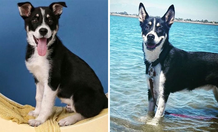 My Dogs Puppy Pic And Now 2.5 Years Later