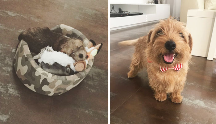 Dante The Norfolk Terrier Then And Now