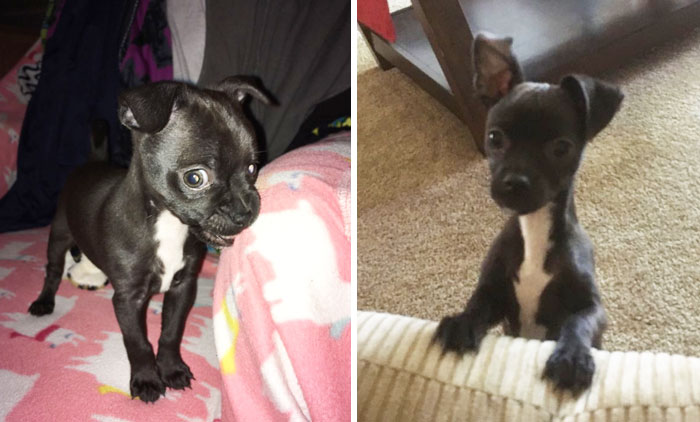 Baby Ash At 8 Weeks And 6 Months. His Ears Just Seemed To Get Bigger But Not Much Else
