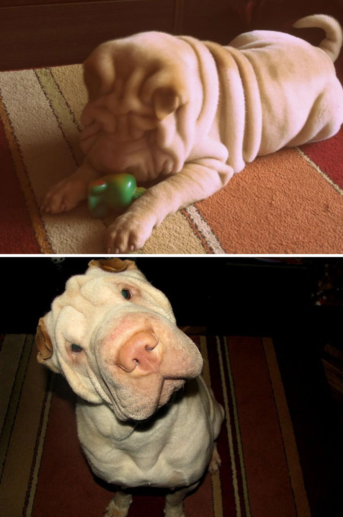 From Wrinkly Puppy Towel To Smart And Handsome Boy