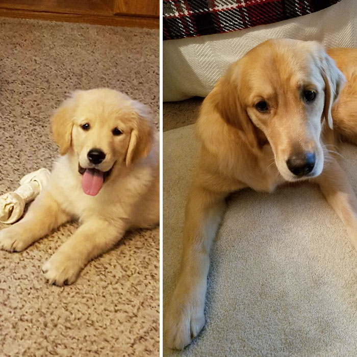 Our Beautiful Buttercup One Year Later
