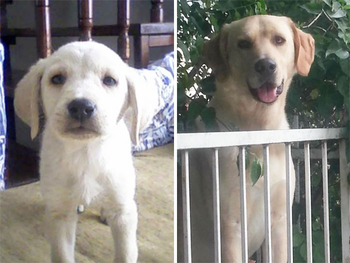 Buddy 1 Month's To 8 Years