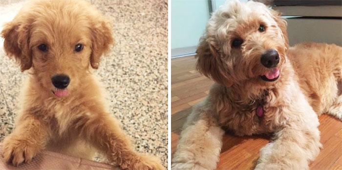 2 Month Old Goldendoodle Pupper Held In 1 Hand To 2 Year Old Teddy Bear