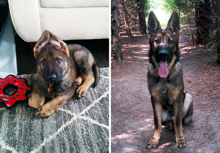Share Then And Now Pictures Of Your Dog Growing Up
