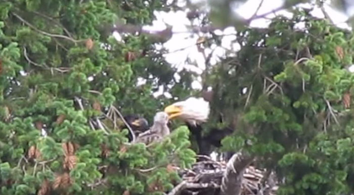 Eagles Bring Baby Hawk Into Their Nest Planning To Eat Him, Decide To Adopt The Bird Instead