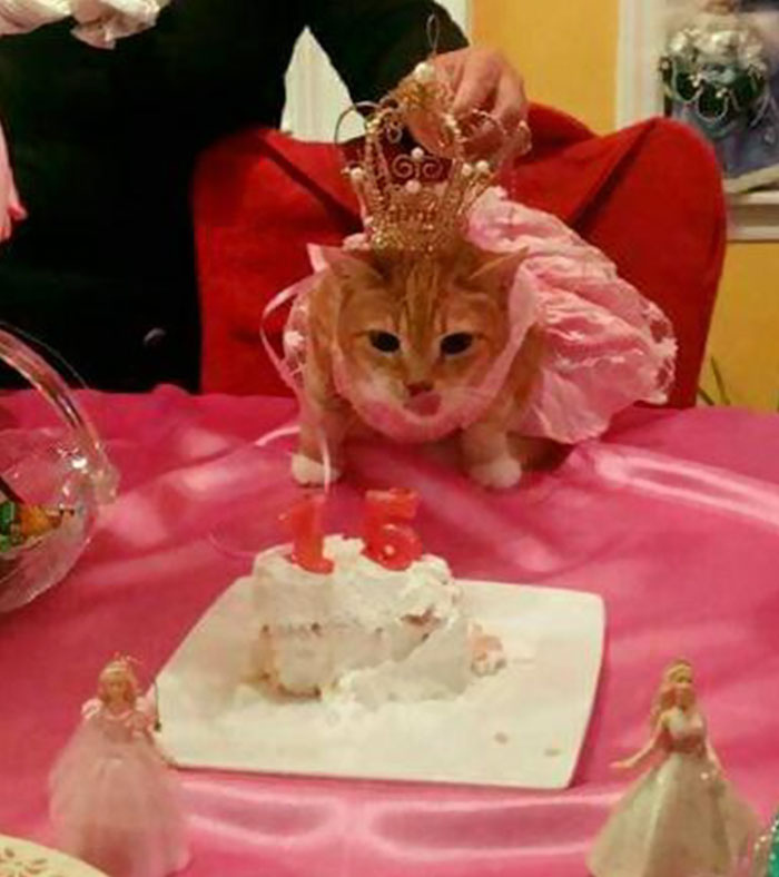 family-throws-cat-quinceanera-party-luna-9