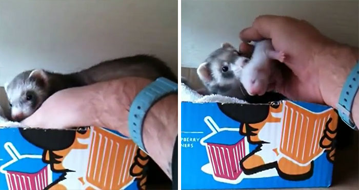 This Ferret Determined To Show A Human Her Babies Is The Most Adorable Thing You’ll See Today