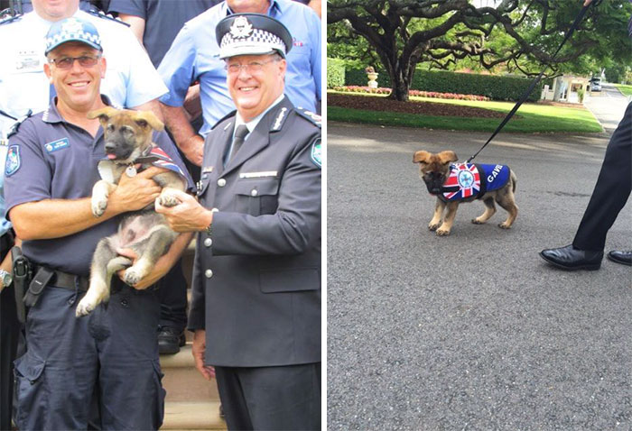 Police Dog Gets Fired For Being Too Friendly, Later Receives An Even Better Job Offer
