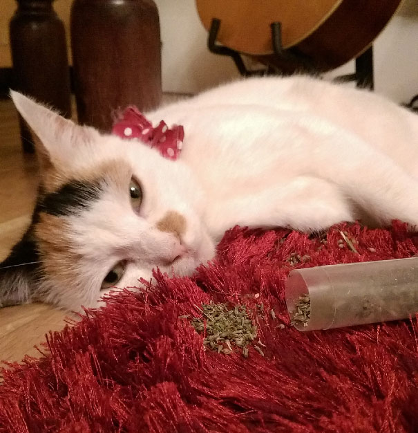 Too Much Catnip For A Girl To Handle