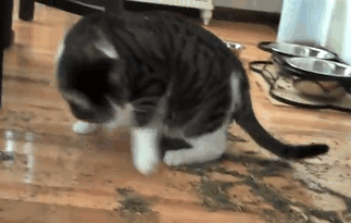 128 Times Cats Found Catnip, And Cat.exe Stopped Functioning | Bored Panda