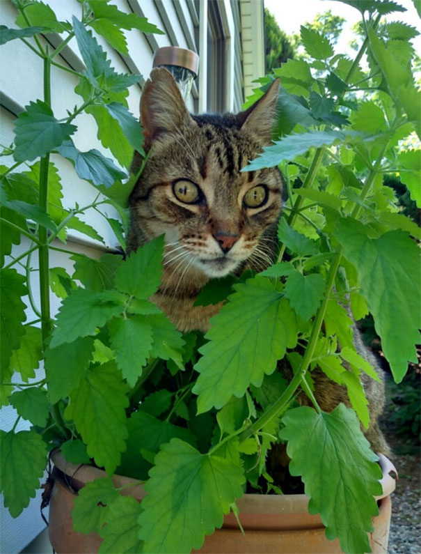 Chewy Found Where The Catnip Was Being Grown. This Is Him Sitting In The Planter High As Heck