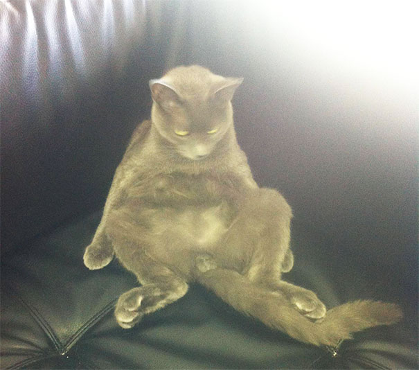 I Come Home Every Day From Work To Find My Roommate Sitting Like This On The Couch. High On Catnip Watching Daytime Television. He Doesn't Contribute Or Say Thank You For Anything. Not Sure How To Confront Him