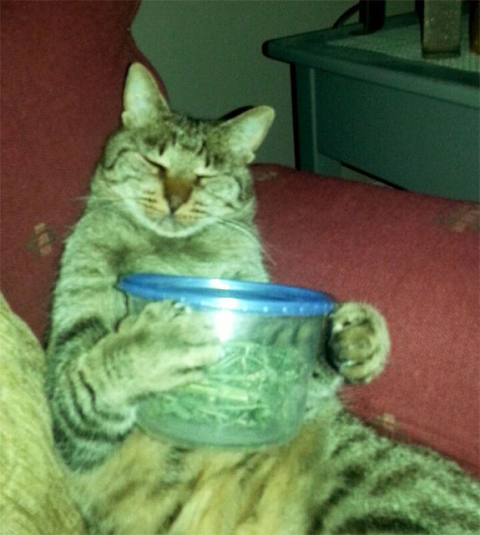 I Gave My Cat A Tupperware Full Of Catnip