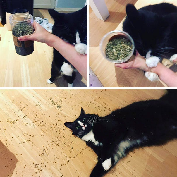We Had An Accident With The Catnip