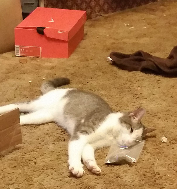 I've Been Away For A While, So Here's My Newest Cat And His First Time With Nip
