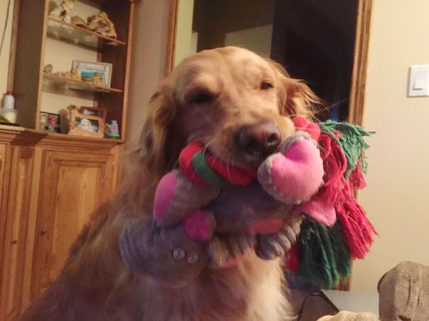 My Mom's Dog Has To Show You All Of Her Toys As Soon As You Get There
