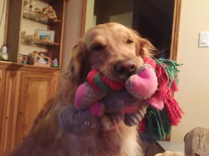 El perro de mi madre te enseña todos sus juguetes cuando entras en casa