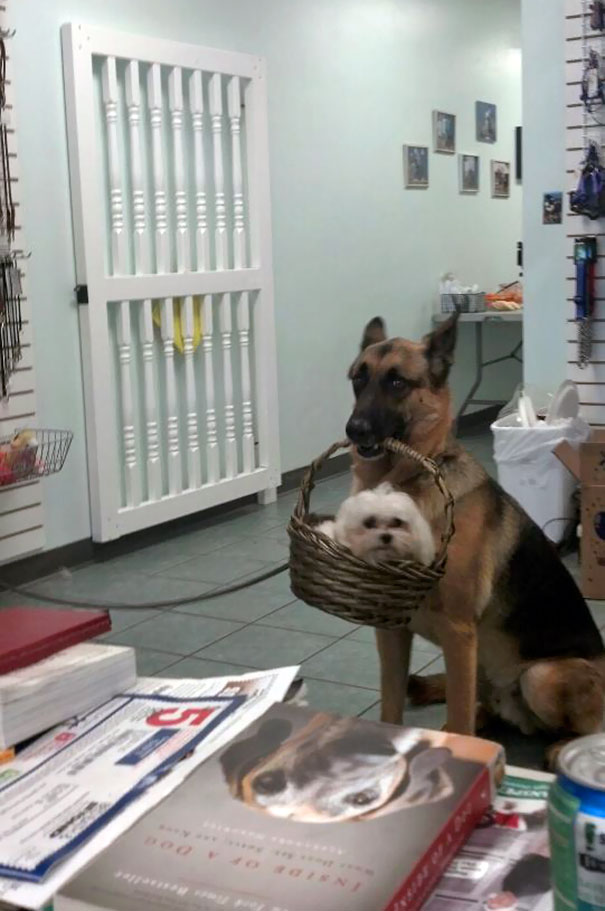 My Friend Works At A Dog Grooming Spa, She Turned Around And Saw This Happening