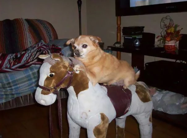 Just My Dog On A Toy Horse