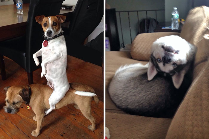 50 Hilarious Pics Of Dogs Acting Weird