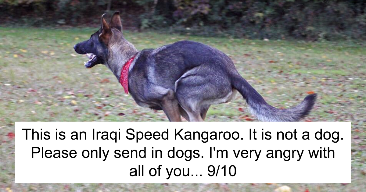 41 Times People Failed To Send Dog Pics To ‘We Rate Dogs’ Twitter