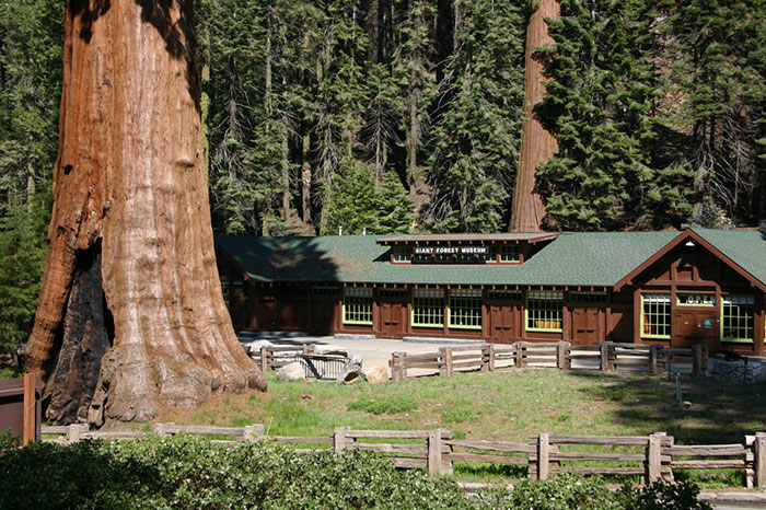 giant-sequoia-tree-mayor-revenge-story-10