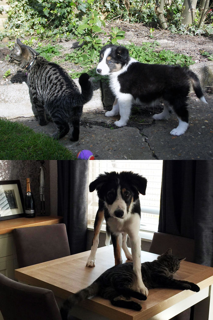 Louis The Day We Brought Him Home At 7 Weeks, And Now At 18 Weeks, His Best Friend For Size Reference!