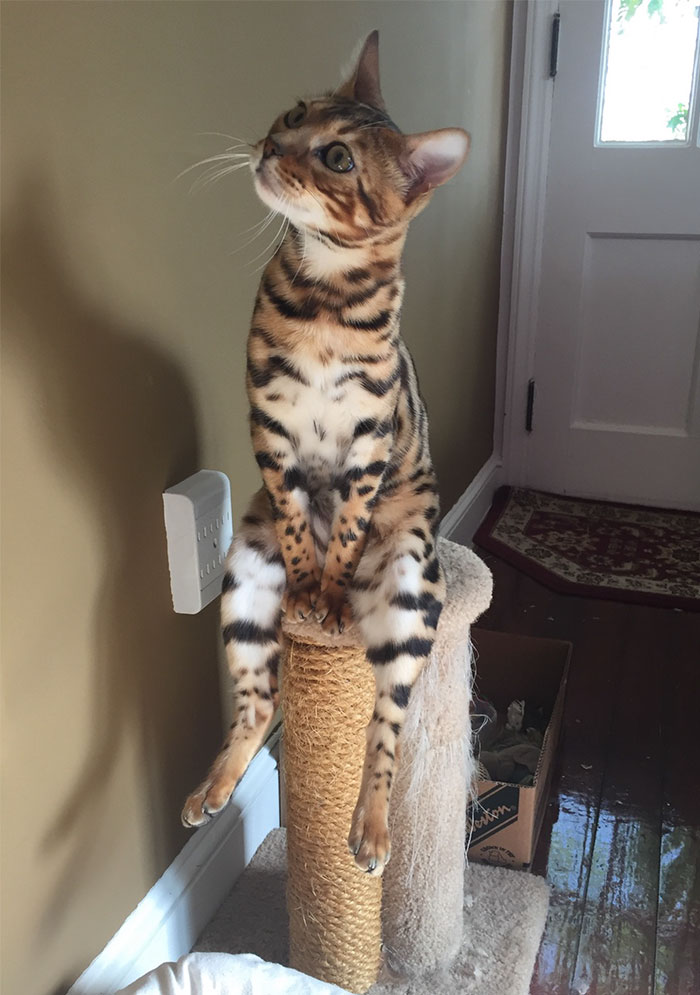 For Some Reason My Sisters Cat Sits Like This Everyday