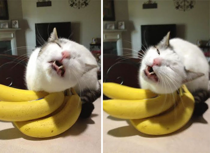 So, My Cat Likes To Lick Bananas. And When She Does She Makes These Weird Faces