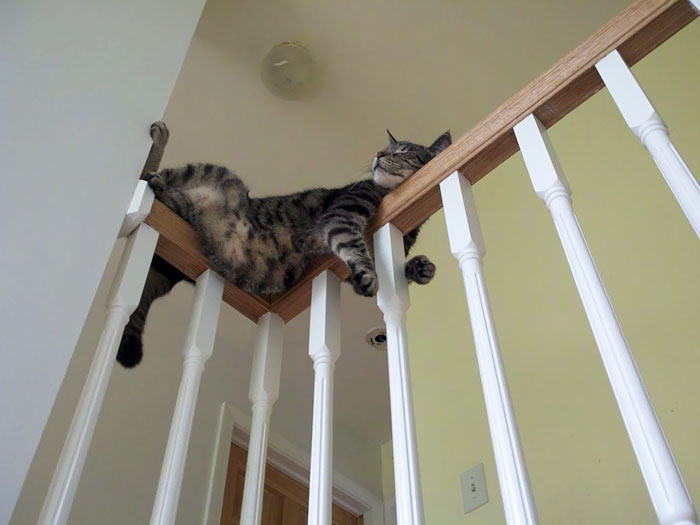 Cats Sleep In The Weirdest Places