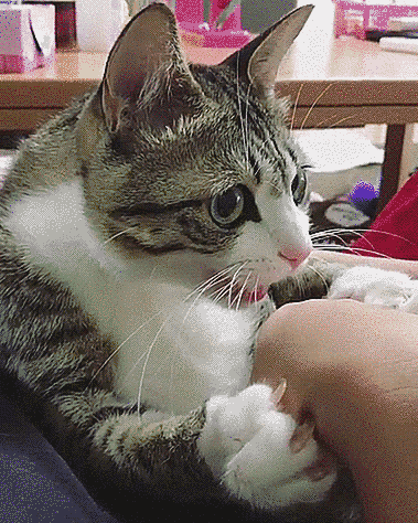Cat Has A Weird Pause While Attacking A Hand