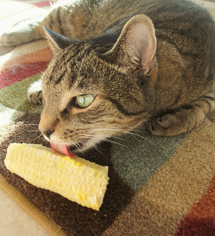 My Cat Pooka Loves To Lick Corn On The Cob After I Cut The Kernels Off