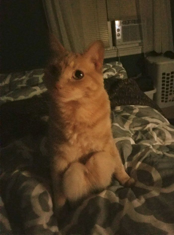 Here Is My Cat Sitting Like A Weirdo At 1 a.m.