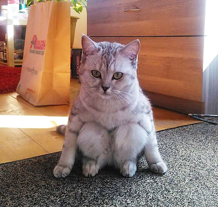 Nunca vi un gato sentado así
