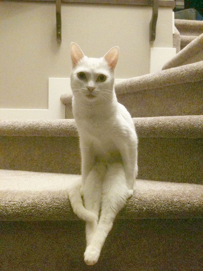 Gato sentado en las escaleras