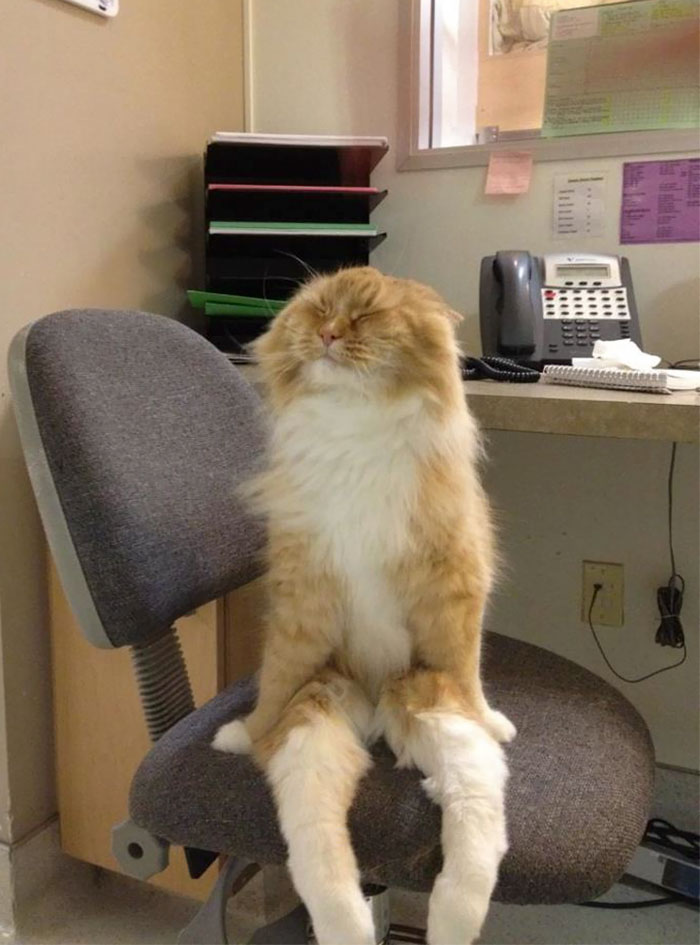 Office Cat